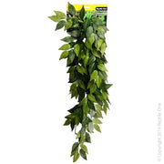 Reptile One Green Variegated Ivy Cascading Plant Range