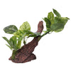 Ornament Driftwood With Variegated Pothos 33x15x26cmh