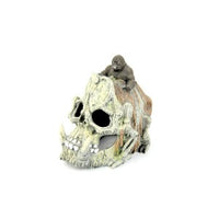 Bioscape  Skull