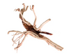 Red Moore Driftwood medium