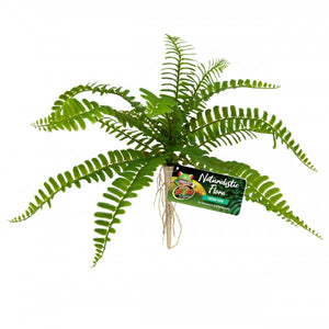 Zoo Med Sword Fern