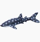 AquaOne Whale Shark