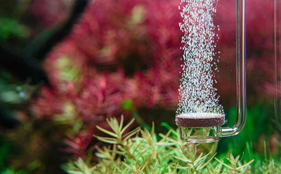 Neo Diffuser Large co2