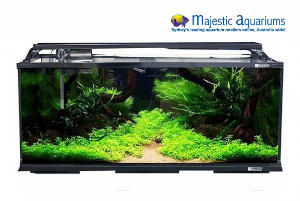 Horizon 130 Glass Starter Kit W Stand 130L 92 W X 36 D X 42+72cm H