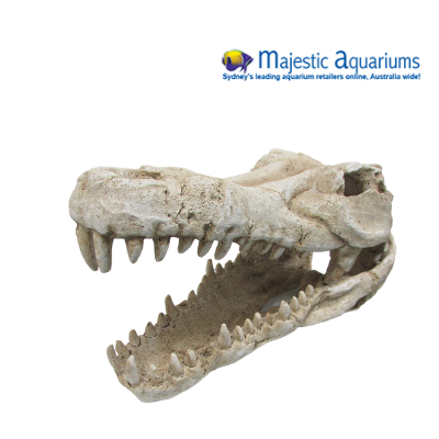Croc Skull X Large